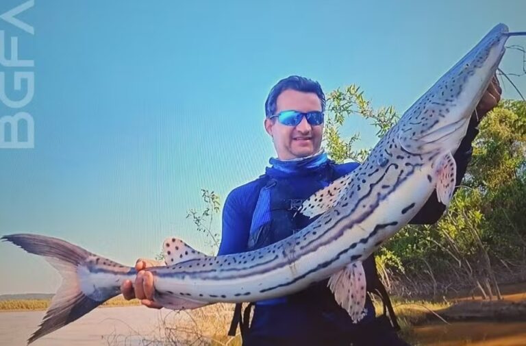 Pescador captura maior surubim de lenha em Rondônia e bate recorde brasileiro