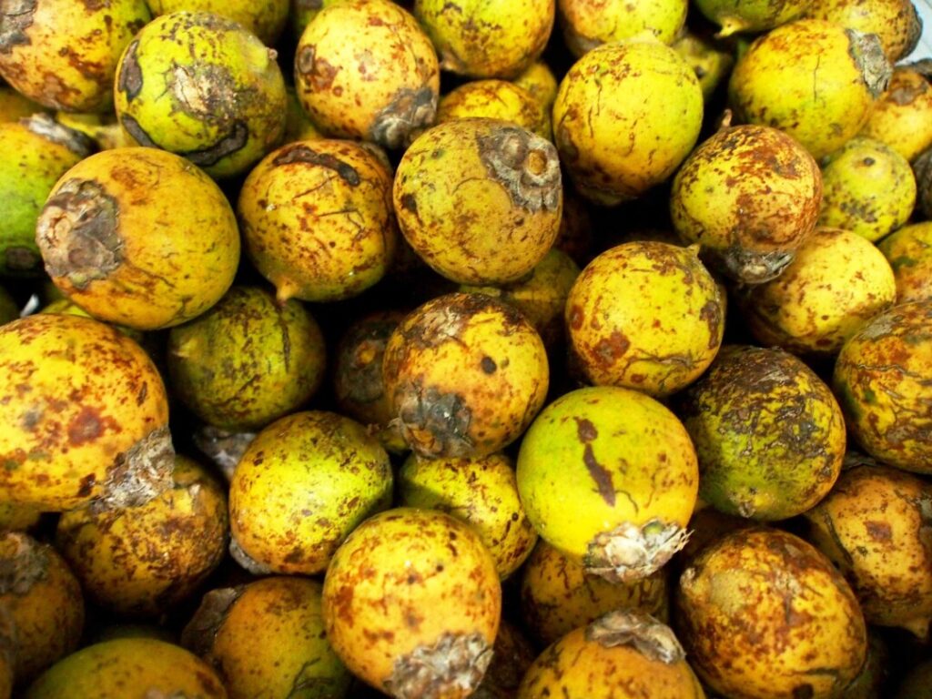 tucumã está entre alimentos saudáveis da Amazônia
