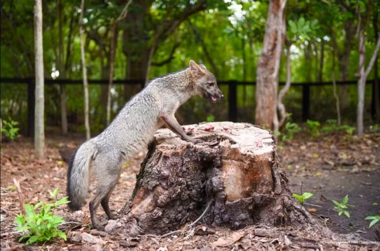 Raposa criada como animal de estimação é levada para bosque em Boa Vista