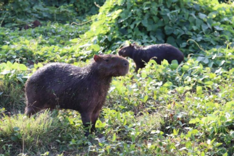 Biodiversidade do PCT Guamá é estudada e aponta inovação para indústria e saúde