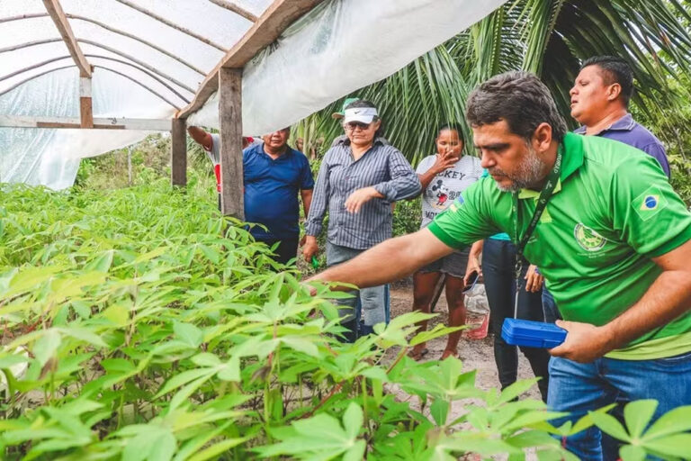 Nova técnica aumenta produção de mudas de   mandioca no Amapá em até 20 vezes