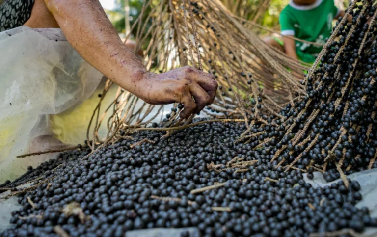 Histórias das frutas de comunidades ribeirinhas revelam as “Amazônias”