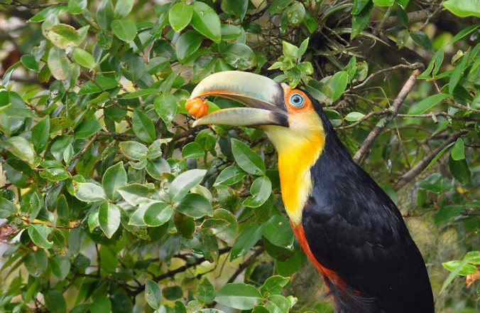 Você sabia que grandes aves podem ajudar na regeneração da floresta?