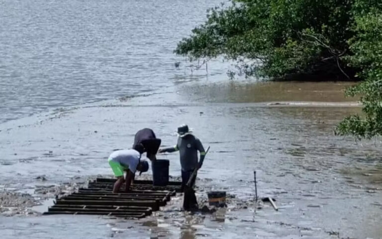 Pesquisadores descobrem no Rio Amazonas fungo capaz de combater pragas em plantações