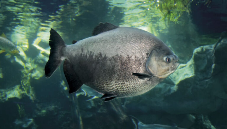 Peixe da Amazônia se mostra sensível ao calor intenso