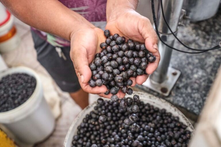 Laboratório do Pará produzirá papéis a partir do fruto do açaí