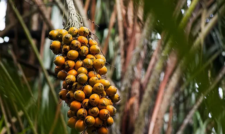 Pesquisadores analisam fibras vegetais amazônicas como alternativa sustentável na construção civil