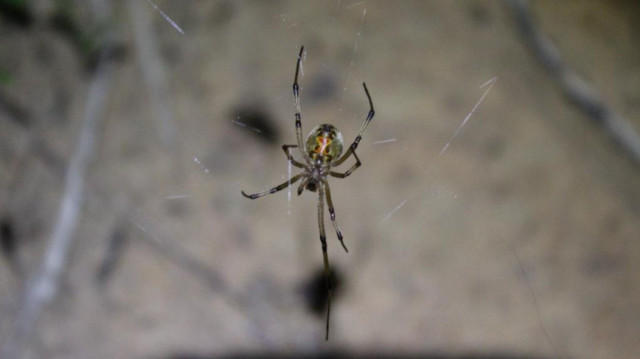 Saiba quais são as aranhas mais perigosas da Amazônia
