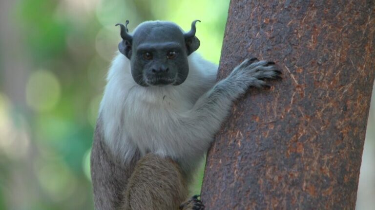 Refúgio de Vida Silvestre é criado para proteção do sauim-de-coleira no Amazonas