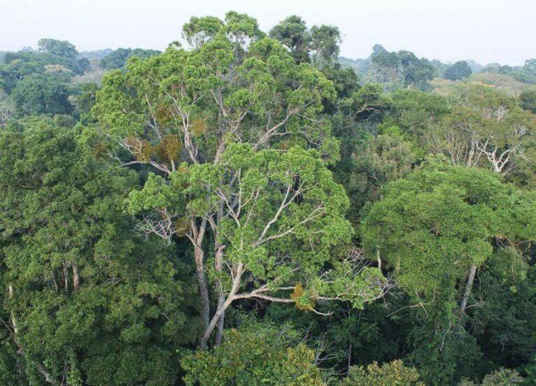 Estudo avalia que temperatura nas florestas tropicais está aumentando