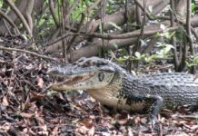 manejo de jacarés no amazonas