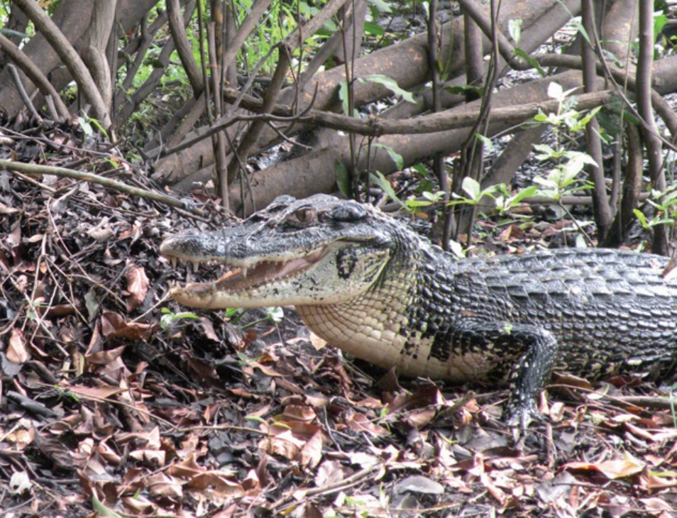 manejo de jacarés no amazonas
