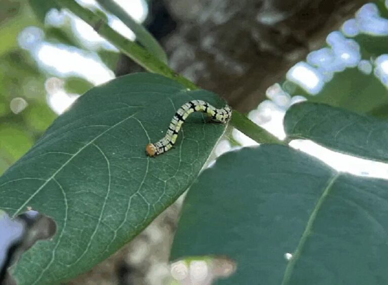 Entenda qual a relação do El Niño com infestação de lagartas em Roraima