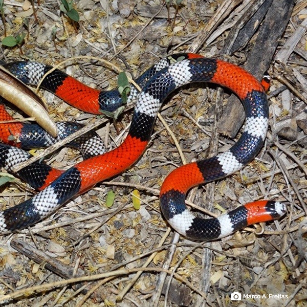 Pesquisador do Museu Goeldi participa de pesquisa que descobriu 3 novas espécies de cobras corais