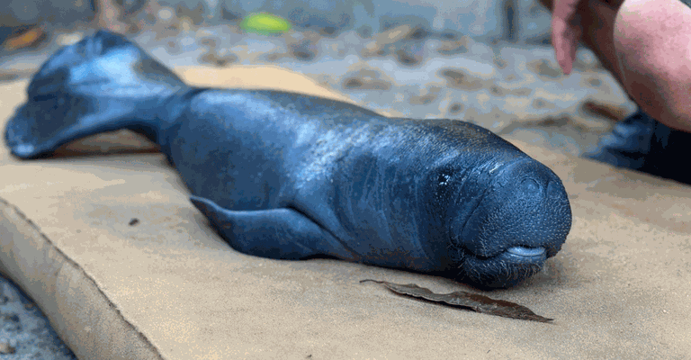 65% dos filhotes de peixe-boi da Amazônia que chegam ao Inpa são do baixo Amazonas