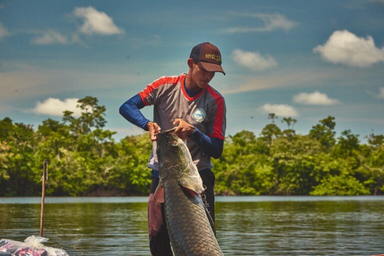 Rastreabilidade do pirarucu impulsiona comercialização e gera renda para comunidades na Amazônia