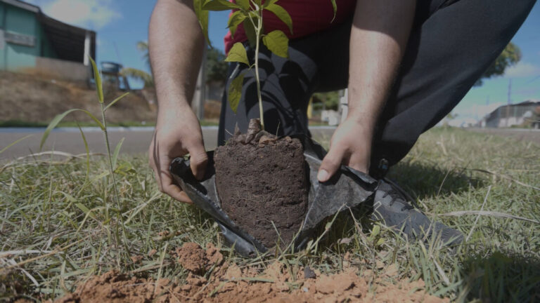 Projeto de reflorestamento no Médio Xingu recuperou 2,4 mil hectares de floresta amazônica