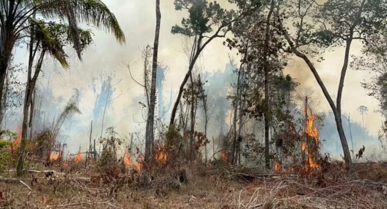 Pesquisa aponta queda de 7,8% no índice de desmatamento em Roraima em 2023 