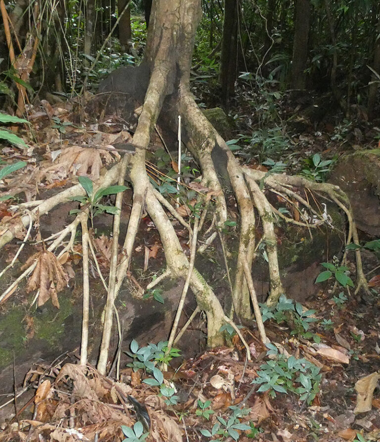 Terra e água: adaptações das árvores da floresta no Interflúvio Purus-Madeira