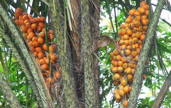 Árvores amazônicas que já inspiraram canções são citadas em livro