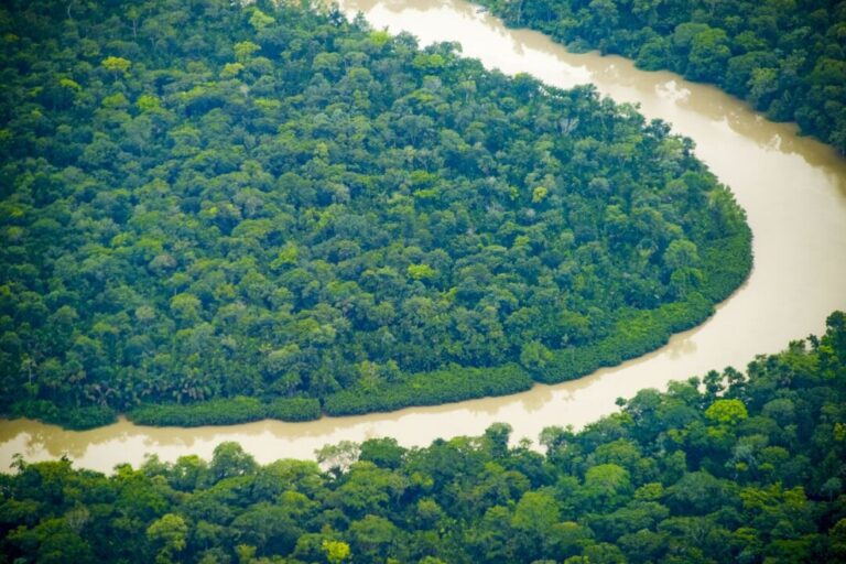 Pará se destaca com plano de recuperação da vegetação nativa