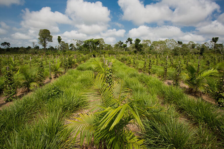 CNA: tratamento diferenciado essencial à expansão do agro brasileiro