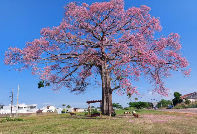 Conheça a paineira, ‘árvore rosa’ reconhecida como patrimônio histórico ambiental de Ariquemes