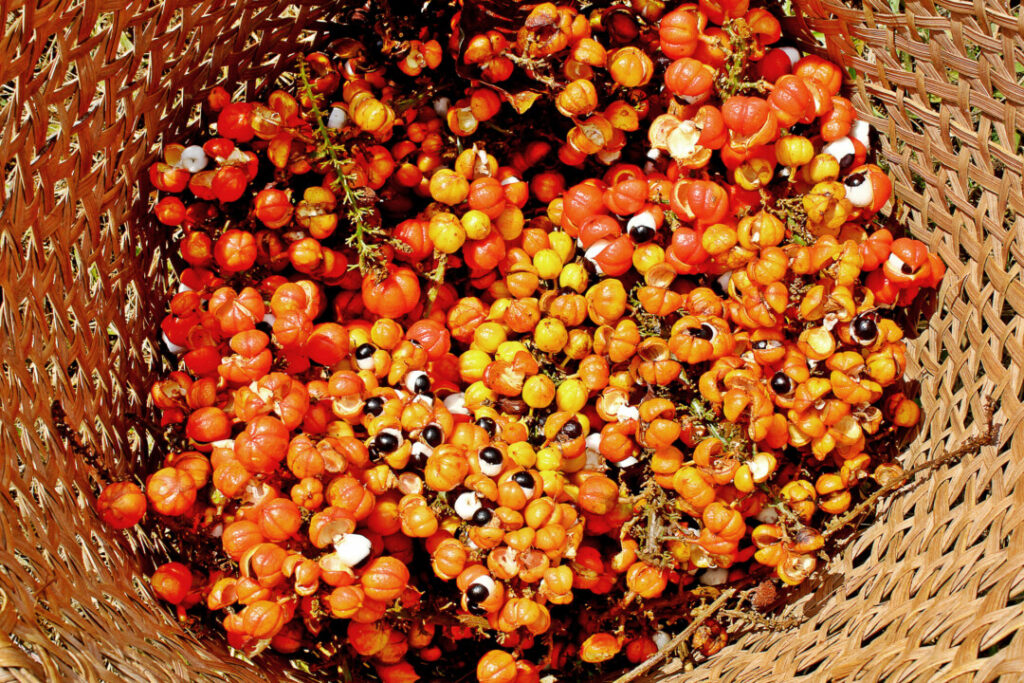 colheita de guaraná na amazônia 