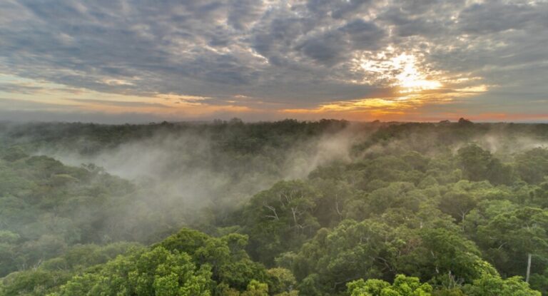 Projeto proporciona “adoção” de árvore no Museu da Amazônia; saiba como