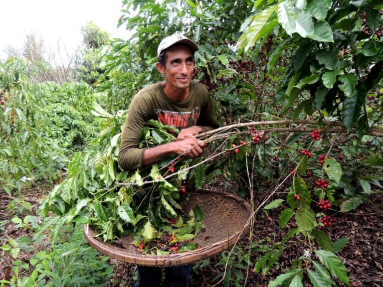 Primeiro café agroflorestal da Amazônia passa a ser encontrado em grande rede de supermercados