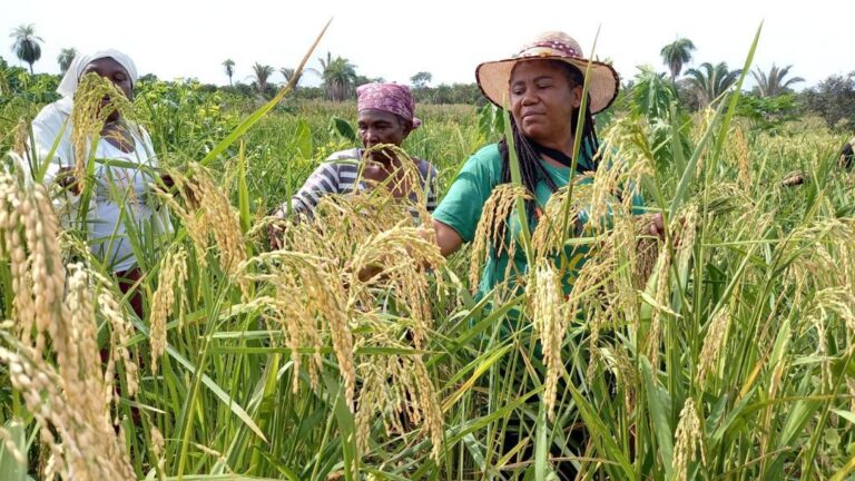 Representantes dos governos da Alemanha e Reino Unido vão à Mato Grosso em missão de monitoramento 