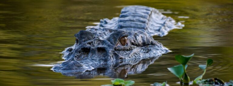 Manejo sustentável de jacarés gera renda para comunidades ribeirinhas na Amazônia