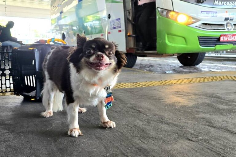 Pets podem ser levados em transportes intermunicipais no Pará; saiba quais são as regras