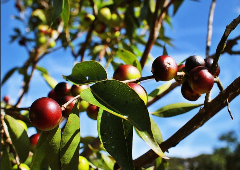 Camu-camu é usado para enriquecer farinha de mandioca