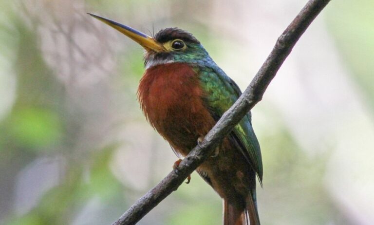 Portal Amazônia responde: ariramba-de-bico-amarelo é parente do beija-flor?