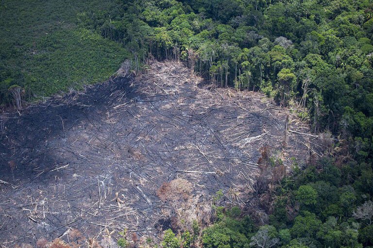 Demanda do Centro-Sul por produção agropecuária pressiona desmatamento na Amazônia