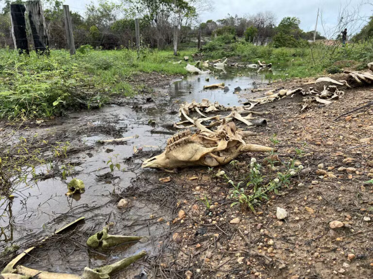 Conheça as duas espécies de lagartas que têm prejudicado pastos e causado morte de bois em Roraima