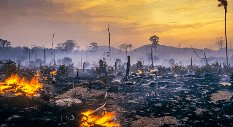 Em 2023, 130 mil hectares de florestas foram incendiados em fase que mais absorvem carbono, diz estudo