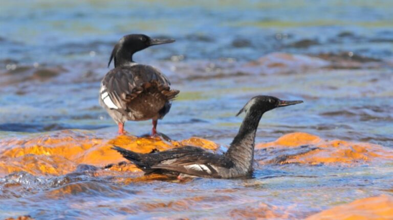 Naturatins realiza monitoramento do período reprodutivo do pato-mergulhão no Tocantins