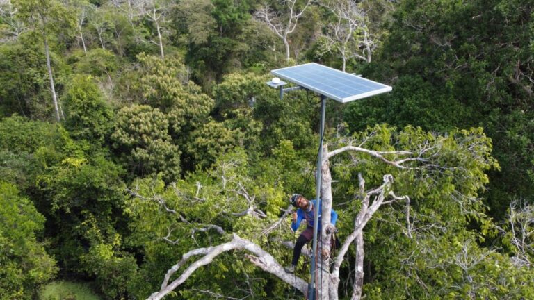 Projeto entre Amazonas e Espanha quer monitorar biodiversidade amazônica com IA