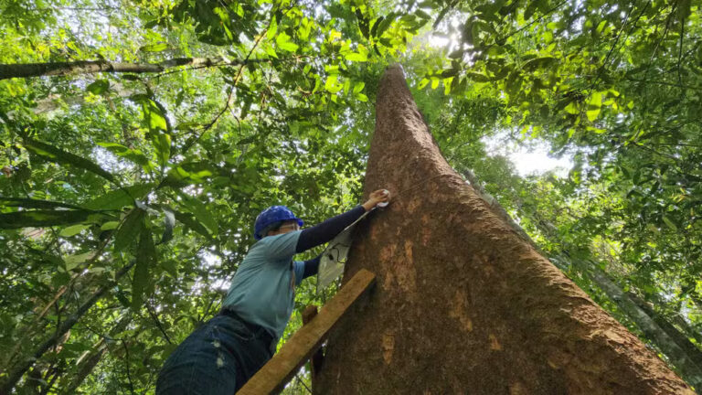 Pesquisa em floresta do Amapá fornecerá dados sobre mudanças climáticas para a Nasa