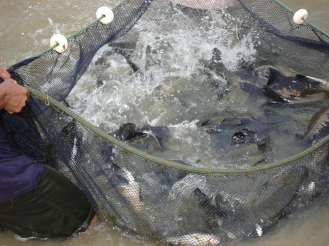 Estudo alerta sobre declínio do cultivo de peixes na Amazônia