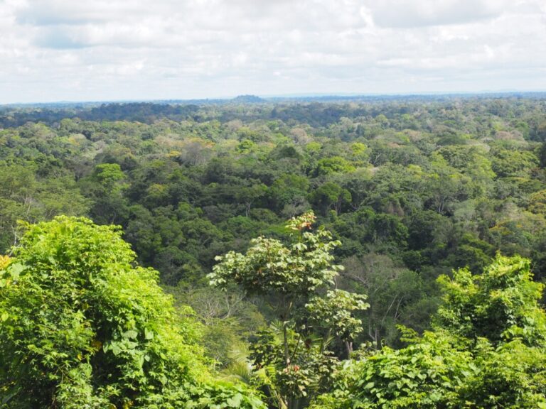Pesquisadores realizam estudo sobre qualificação dos estoques de carbono na região da Amazônia Maranhense