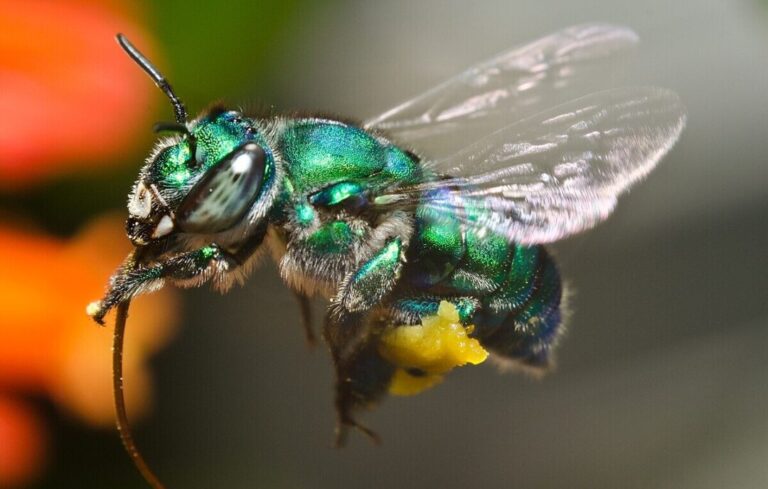 Desmatamento na Amazônia ameaça sobrevivência das abelhas que polinizam orquídeas