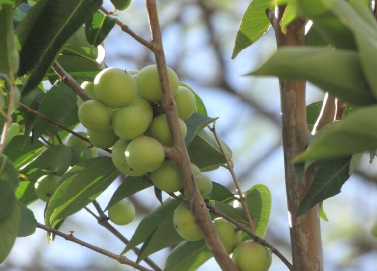 Conhecido como o ‘ouro da Amazônia’, camu-camu é aposta para indústria alimentícia