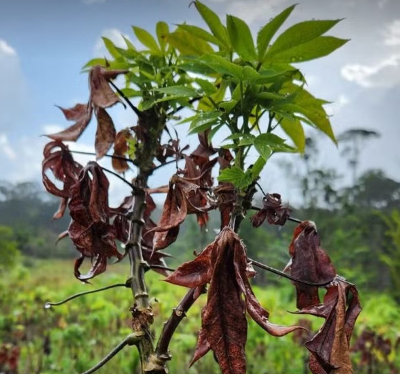 Plantação de mandioca no Amapá registra praga inédita no país