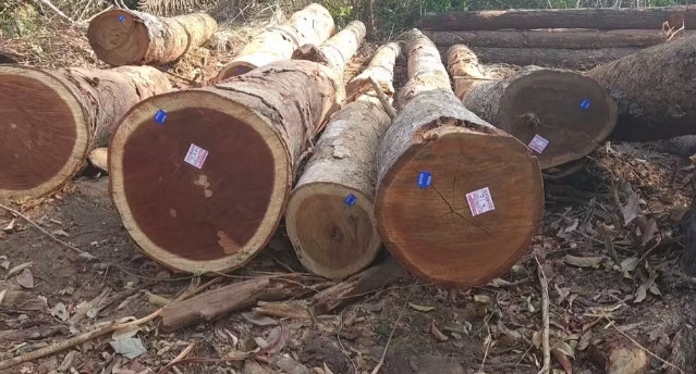 Exército combate garimpo e exploração ilegal de madeira em Terras Indígenas de Rondônia