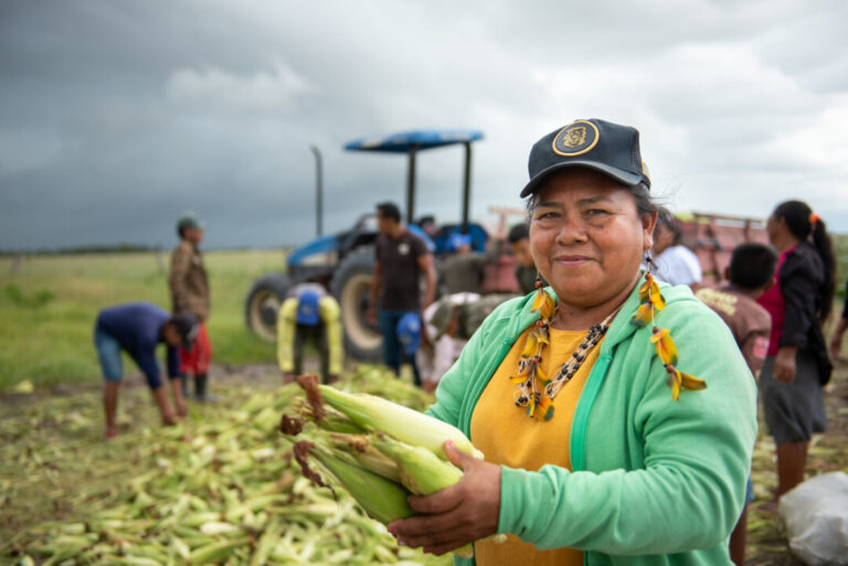 Em Boa Vista, comunidades indígenas iniciam colheita de milho verde