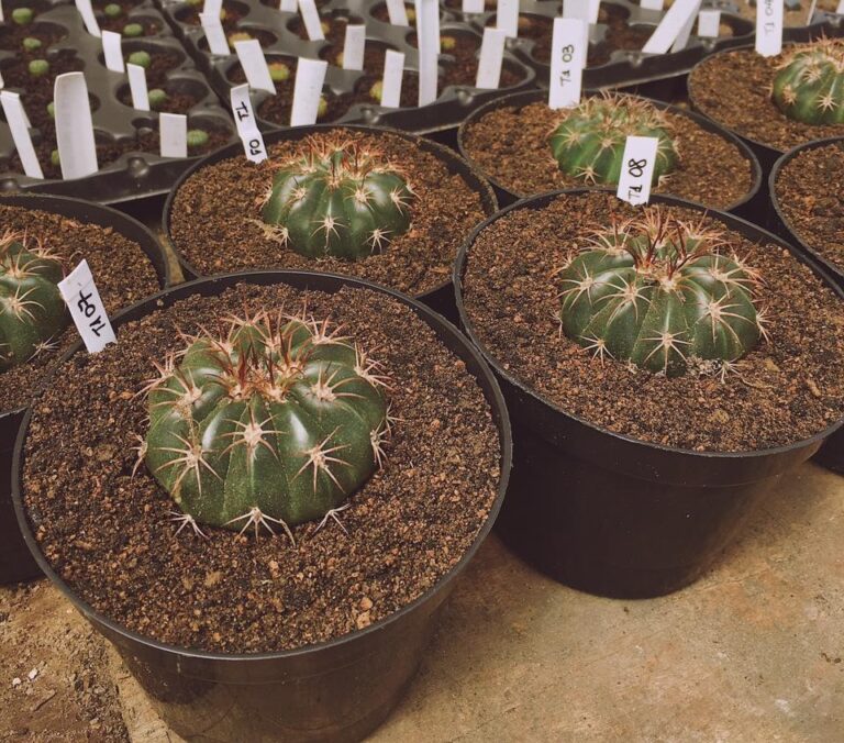 Pesquisa do Amazonas aplica nova técnica de cultivo para cactos