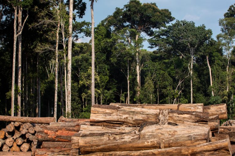 Mazagão concentra 100% da exploração madeireira no Amapá